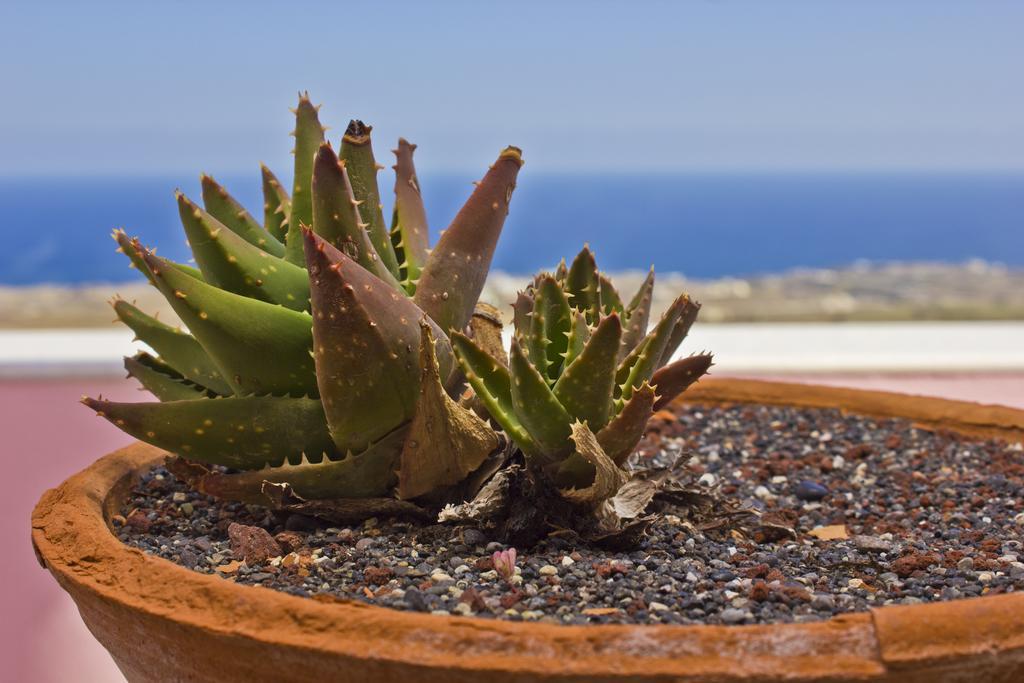 Nectarios Villa - Studios & Suites Adults Only Fira  Værelse billede